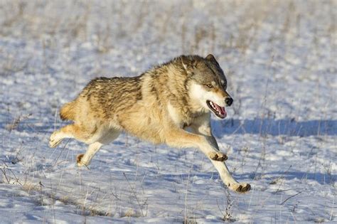 wolf run